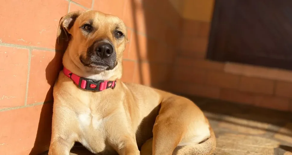 Cão de coleira vermelha descansando ao ar livre