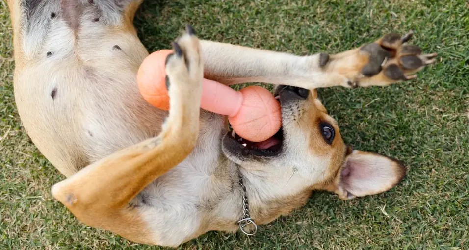 Cão relaxado, de barriga para cima, sobre a grama